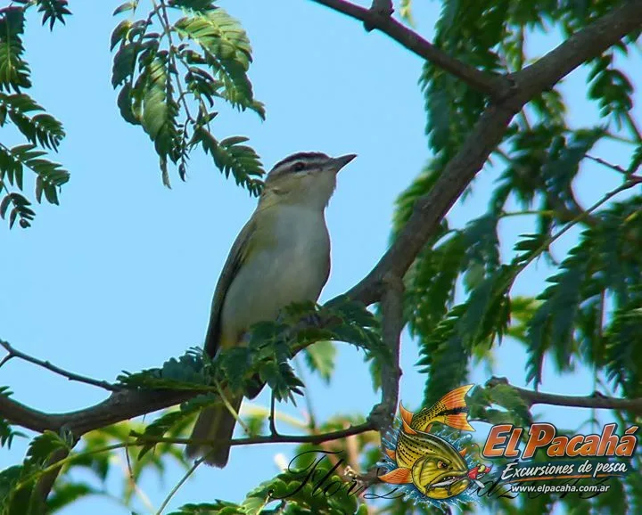 Fauna del Comi Pine, imagen 5