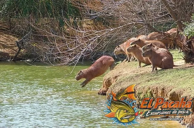 Fauna del Comi Pine, imagen 2