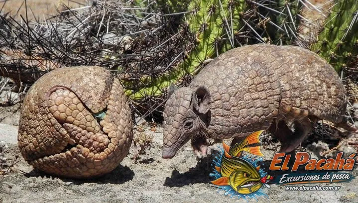 Fauna del Comi Pine, imagen 4